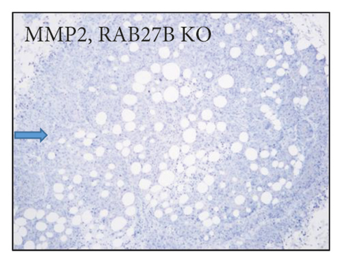 Details are in the caption following the image