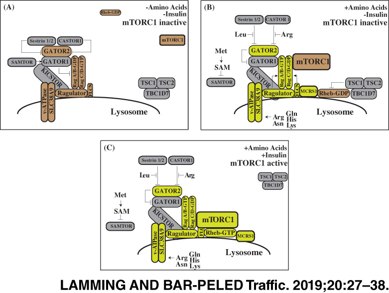 Lysosome: The metabolic signaling hub