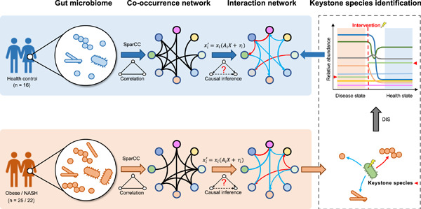 Targeting keystone species helps restore the dysbiosis of butyrate-producing bacteria in nonalcoholic fatty liver disease