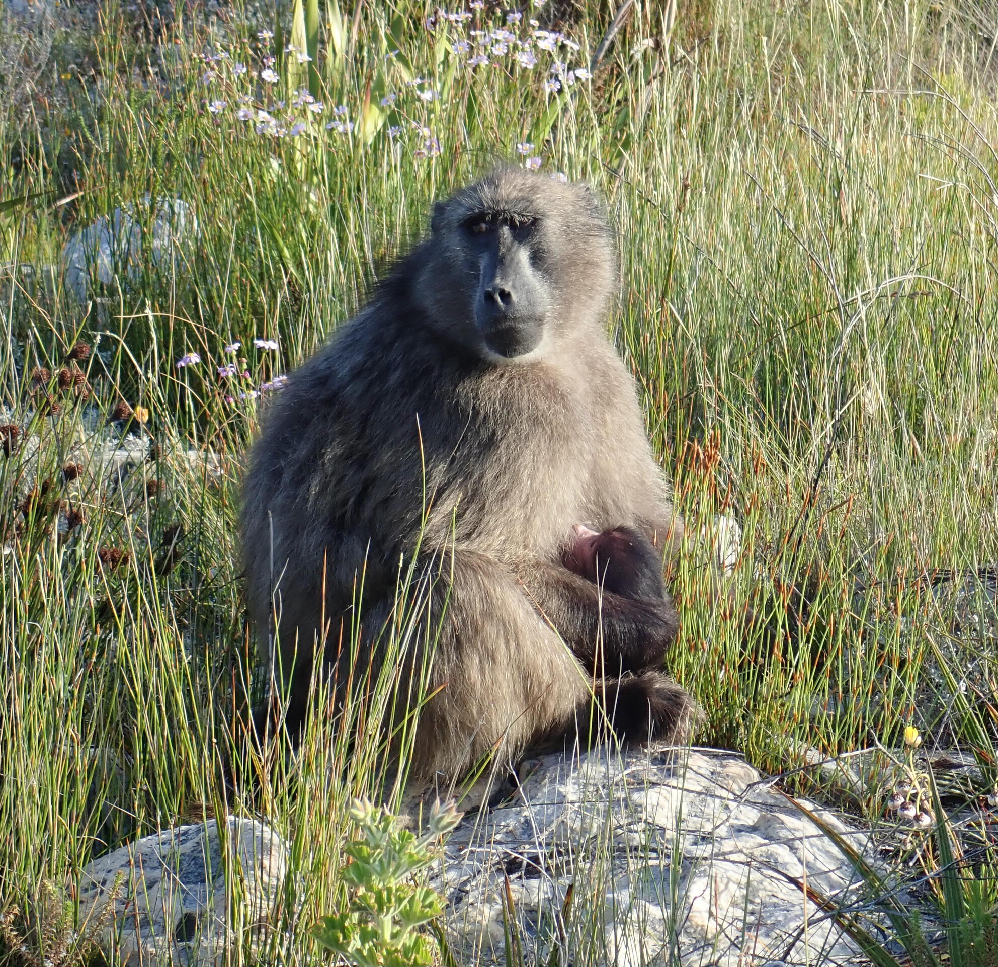 Postpartum cessation of urban space use by a female baboon living at the edge of the City of Cape Town