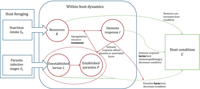 Host resources and parasite traits interact to determine the optimal combination of host parasite-mitigation strategies