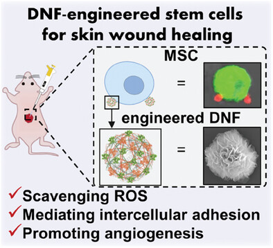 Self-Assembled DNA Composite-Engineered Mesenchymal Stem Cells for Improved Skin-Wound Repair