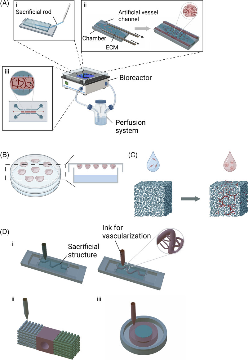 Vascularised organoids: Recent advances and applications in cancer research