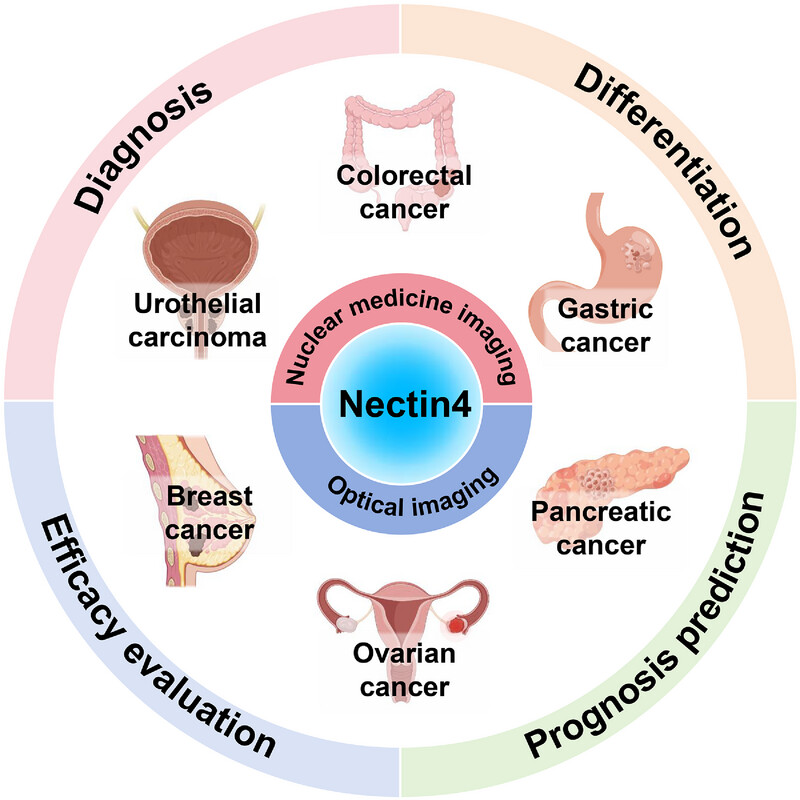 Nectin4-targeted molecular imaging in solid tumors: Current status and future perspectives