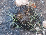 Fire effects on invasive and native warm-season grass species in a North American grassland at a time of extreme drought