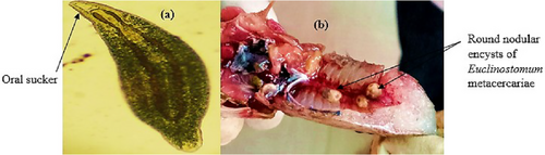 Details are in the caption following the image