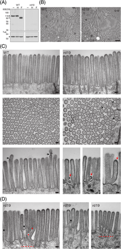 Details are in the caption following the image Details are in the caption following the image