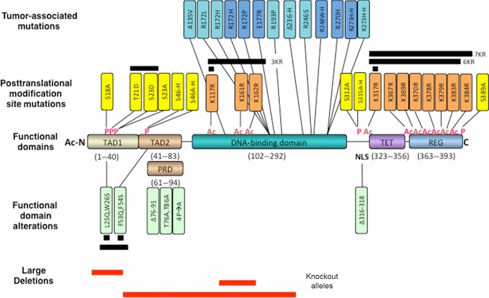 Insights into Wild-Type and Mutant p53 Functions Provided by Genetically Engineered Mice