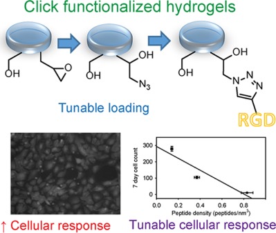 Click functionalization of methacrylate-based hydrogels and their cellular response