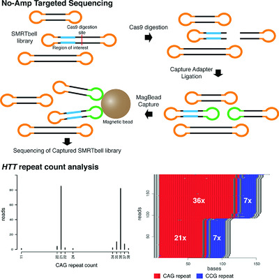 Detailed analysis of HTT repeat elements in human blood using targeted amplification-free long-read sequencing