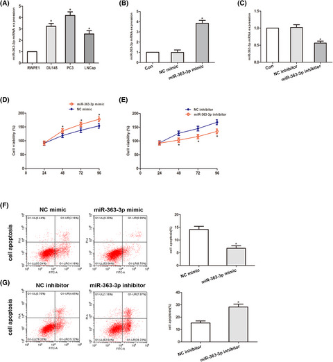MiR-363-3p promotes prostate cancer tumor progression by targeting Dickkopf 3