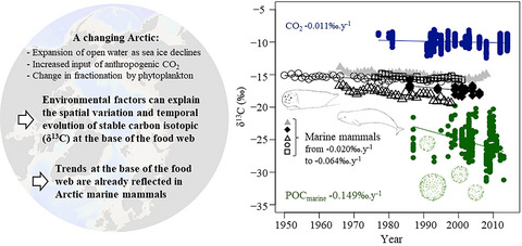 Temporal and spatial trends in marine carbon isotopes in the Arctic Ocean and implications for food web studies