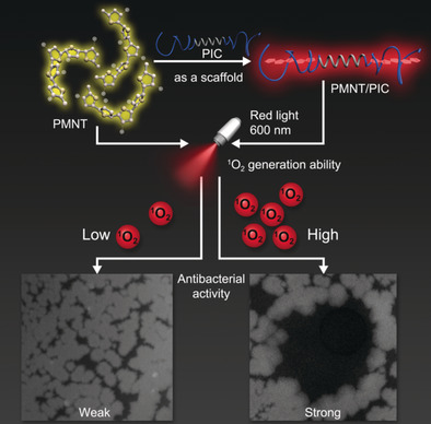 Biomimetic Networks with Enhanced Photodynamic Antimicrobial Activity from Conjugated Polythiophene/Polyisocyanide Hybrid Hydrogels