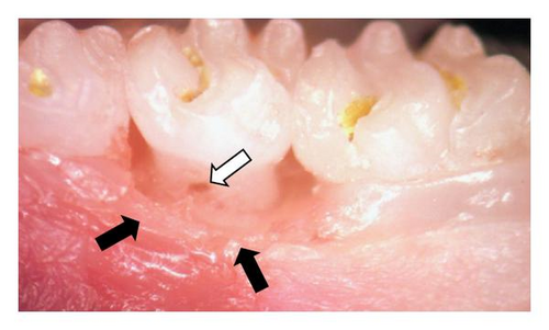 Details are in the caption following the image Details are in the caption following the image
