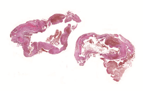 Details are in the caption following the image
