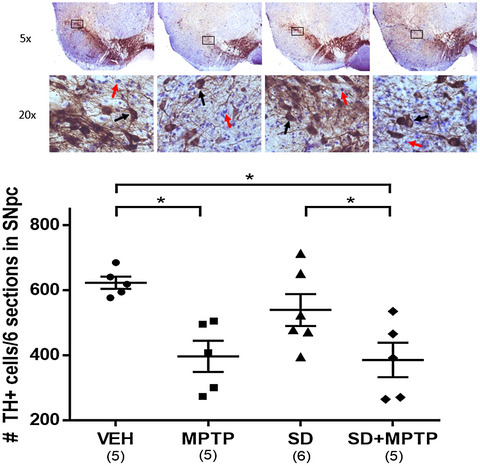 Effects of sleep disruption on stress, nigrostriatal markers, and behavior in a chronic/progressive MPTP male mouse model of parkinsonism