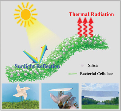 Scalable Bacterial Cellulose-Based Radiative Cooling Materials with Switchable Transparency for Thermal Management and Enhanced Solar Energy Harvesting