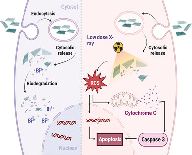 Ultrathin and Biodegradable Bismuth Oxycarbonate Nanosheets with Massive Oxygen Vacancies for Highly Efficient Tumor Therapy