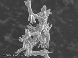 Polyacrylic Acid-Assisted Crystallization Phenomena of Carbonate Crystals