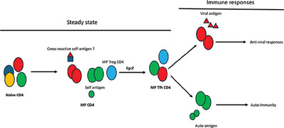 Memory Phenotype Tfh Cells Develop Without Overt Infection and Support Germinal Center Formation and B Cell Responses to Viral Infection