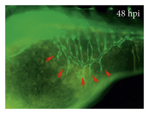 Details are in the caption following the image