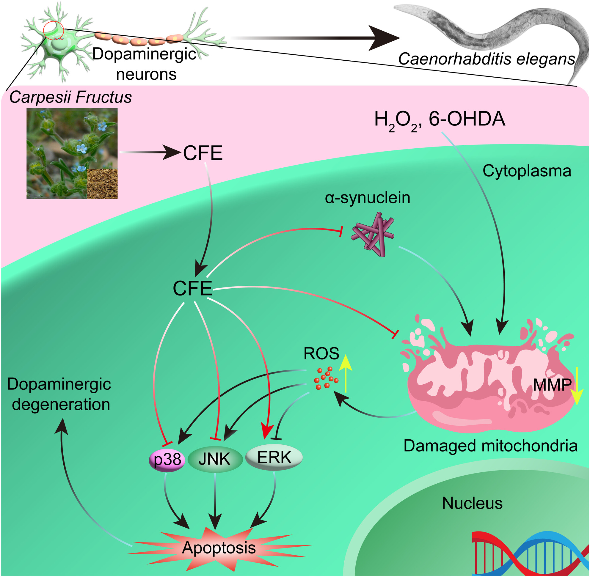 Carpesii fructus extract exhibits neuroprotective effects in cellular and Caenorhabditis elegans models of Parkinson's disease