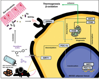Pterostilbene Enhances Thermogenesis and Mitochondrial Biogenesis by Activating the SIRT1/PGC-1α/SIRT3 Pathway to Prevent Western Diet-Induced Obesity