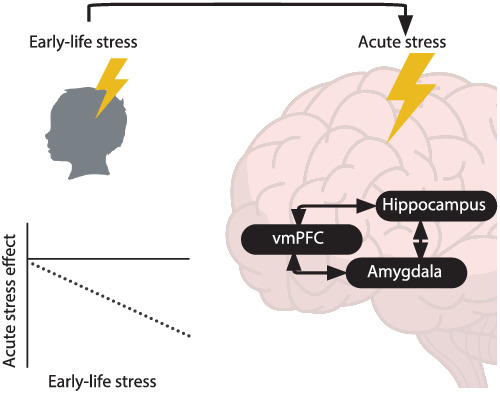 Mild early-life stress exaggerates the impact of acute stress on corticolimbic resting-state functional connectivity