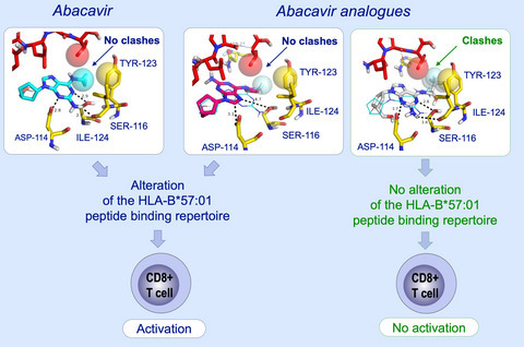 Modification of the cyclopropyl moiety of abacavir provides insight into the structure activity relationship between HLA-B*57:01 binding and T-cell activation