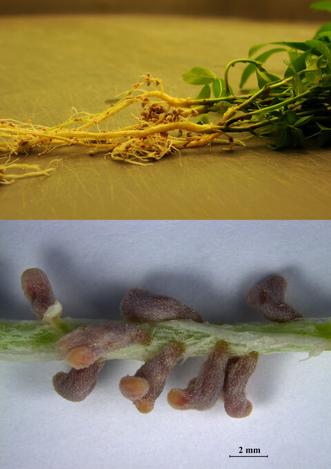 Invasive Galega officinalis (Goat's rue) plants in Canada form a symbiotic association with strains of Neorhizobium galegae sv. officinalis originating from the Old World