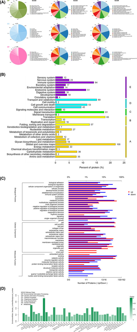 Exosomal zinc transporter ZIP4 promotes cancer growth and is a novel diagnostic biomarker for pancreatic cancer