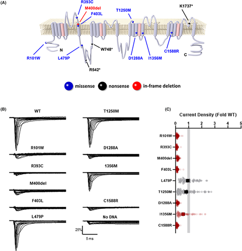Details are in the caption following the image Details are in the caption following the image
