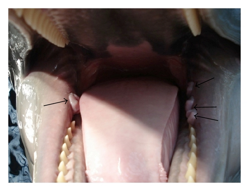 Details are in the caption following the image
