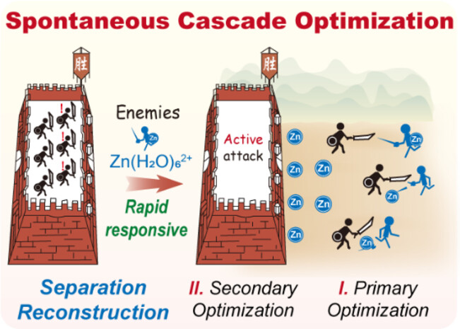 Regulating Zn2+ Migration-Diffusion Behavior by Spontaneous Cascade Optimization Strategy for Long-Life and Low N/P Ratio Zinc Ion Batteries