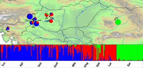 Surprising diversity in the Pannonian populations of Marsh Fritillary (Euphydryas aurinia, Lepidoptera: Nymphalidae): Morphometric and molecular aspects