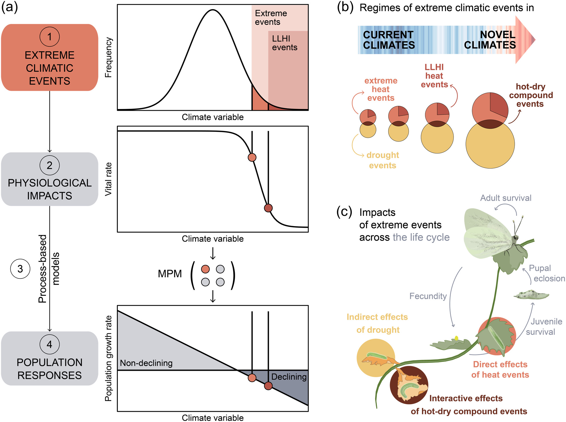 Novel Regimes of Extreme Climatic Events Trigger Negative Population Rates in a Common Insect