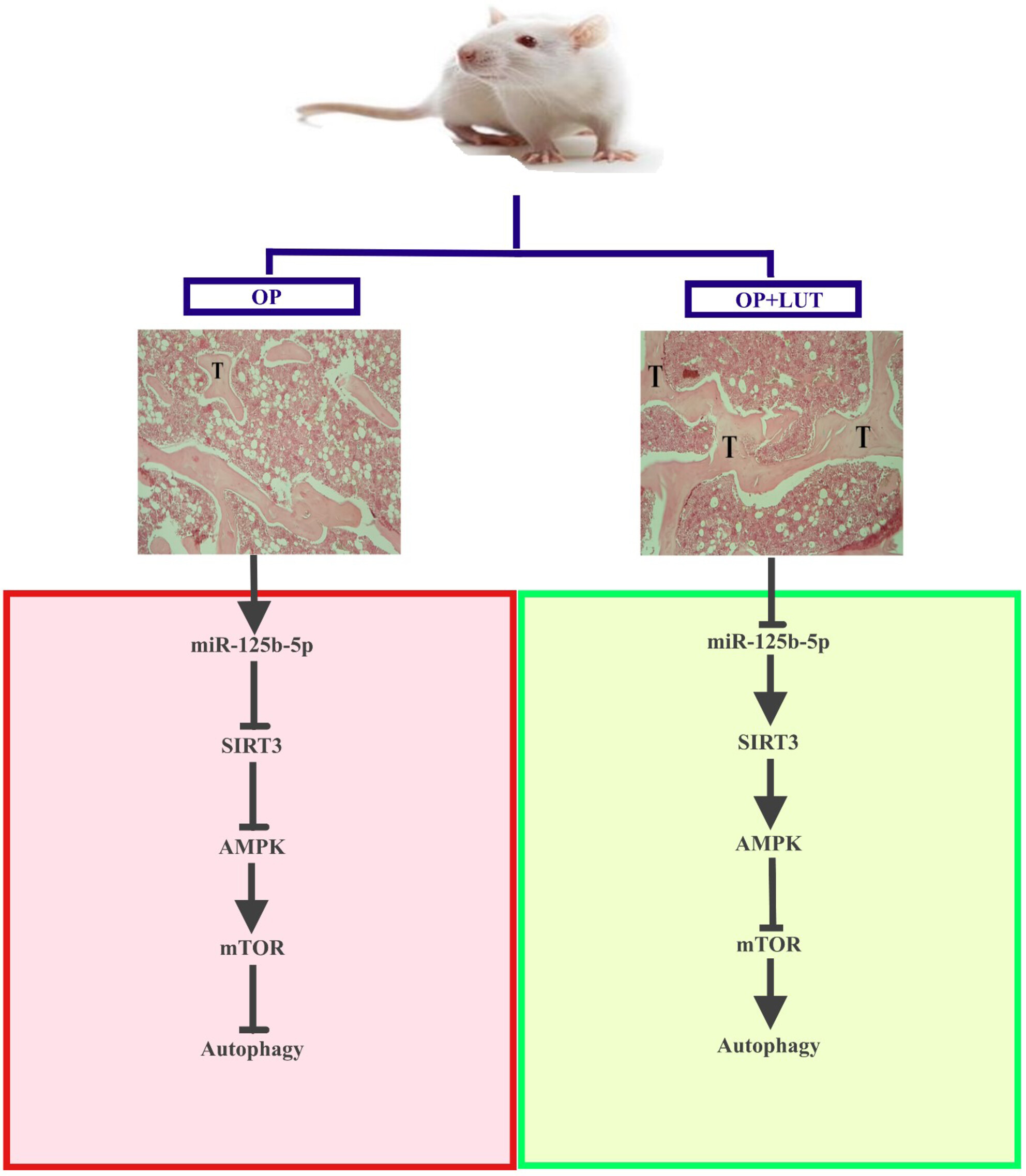 Luteolin Inhibits Dexamethasone-Induced Osteoporosis by Autophagy Activation Through miR-125b-5p/SIRT3/AMPK/mTOR Axis, an In Vitro and In Vivo Study