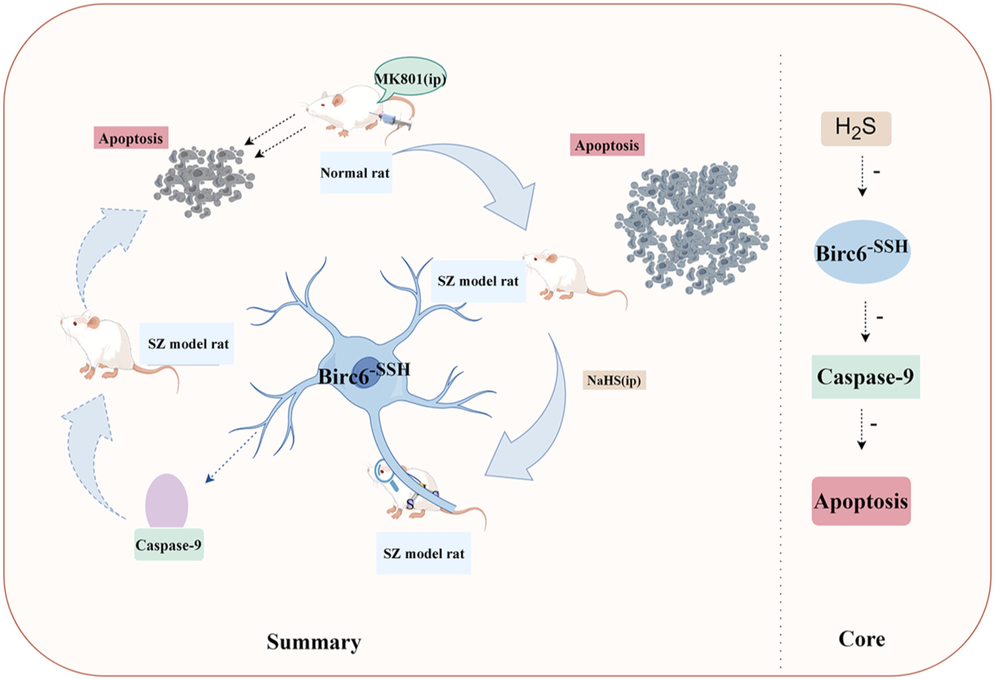 Hydrogen Sulfide Alleviates Schizophrenia-Like Behavior Through Regulating Apoptosis by S-Sulfhydrylation Modification