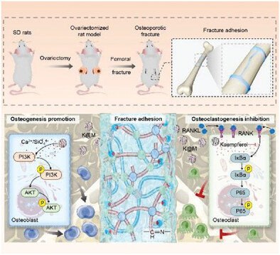 Bone Homeostasis Modulating Orthopedic Adhesive for the Closed-Loop Management of Osteoporotic Fractures
