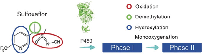 Profiling and Identification of Biocatalyzed Transformation of Sulfoxaflor In Vivo