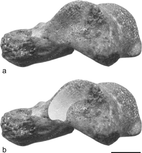 Details are in the caption following the image Details are in the caption following the image