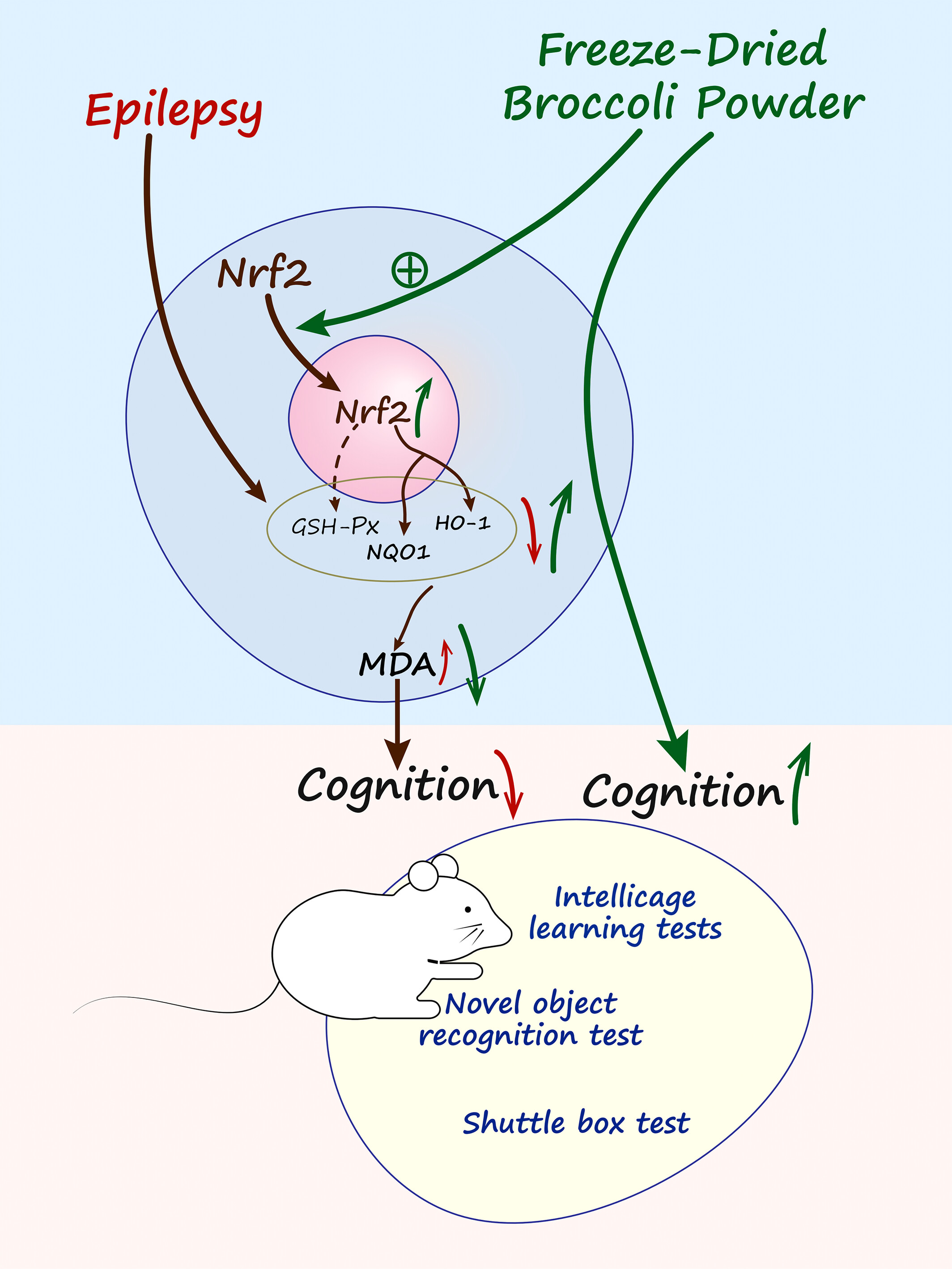 Unlocking the Potential of Freeze-Dried Broccoli Powder: A Novel Approach to Enhancing Cognitive Resilience in Temporal Lobe Epilepsy