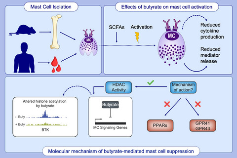 Butyrate inhibits human mast cell activation via epigenetic regulation of FcεRI-mediated signaling