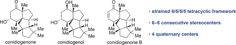 Total Syntheses of the Tetracyclic Cyclopiane Diterpenes Conidiogenone, Conidiogenol, and Conidiogenone B