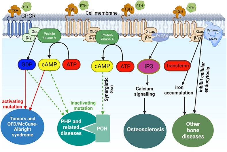 GNAS gene mutations affecting XLαs and bone health: A long neglected relationship