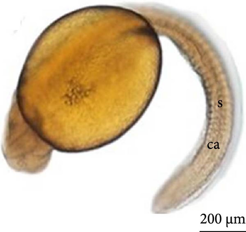 Details are in the caption following the image Details are in the caption following the image