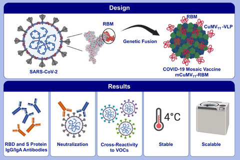 A scalable and highly immunogenic virus-like particle-based vaccine against SARS-CoV-2
