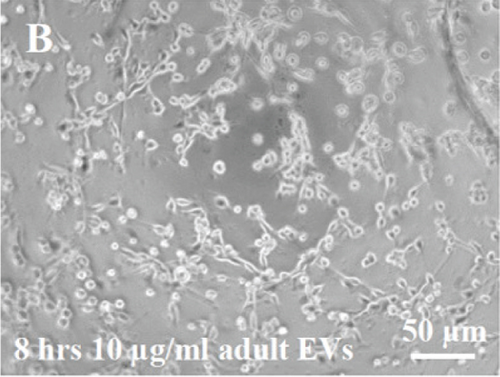 Details are in the caption following the image