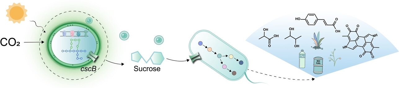 A Highly Compatible Phototrophic Community for Carbon-Negative Biosynthesis