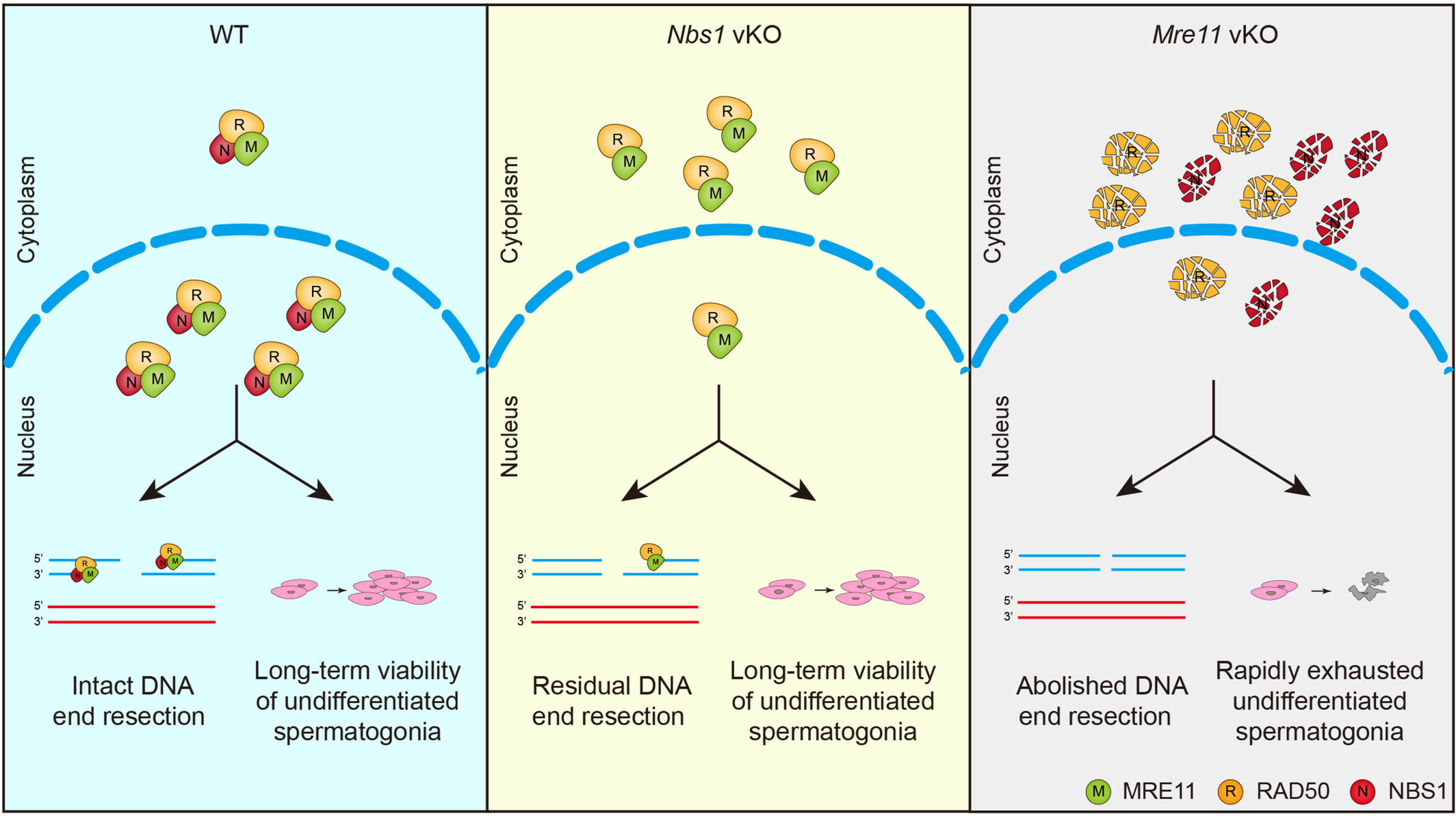 MRE11 is essential for the long-term viability of undifferentiated spermatogonia